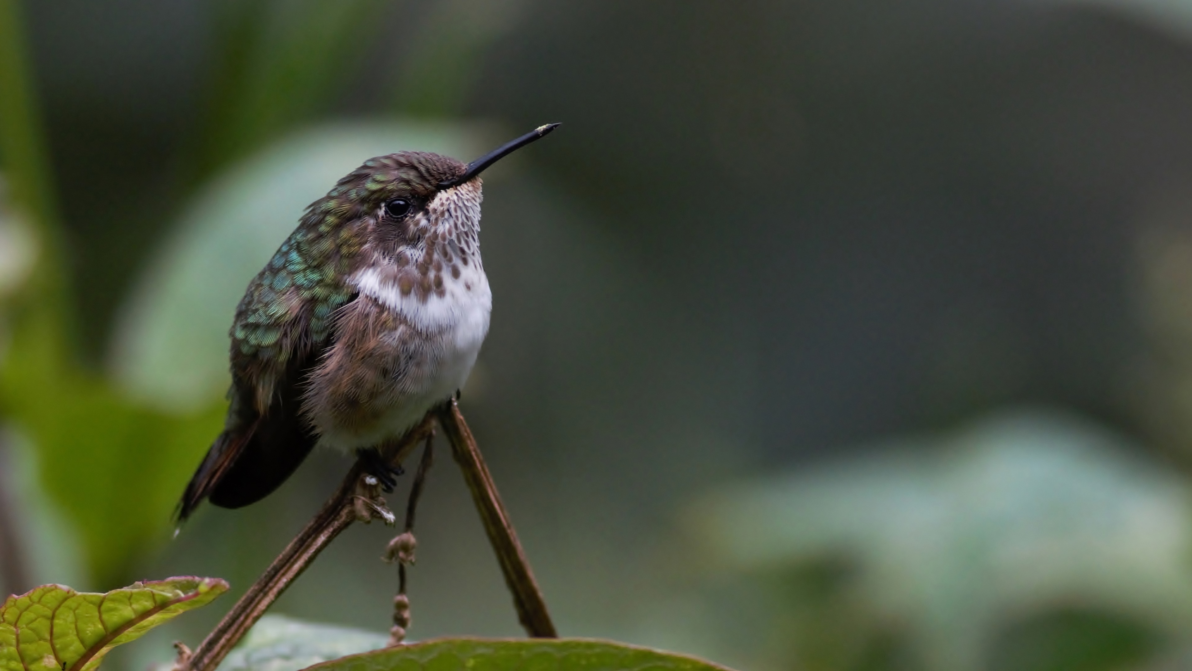 Scintillant Hummingbird